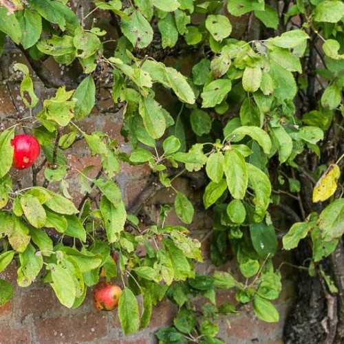 Apple Tree Cider