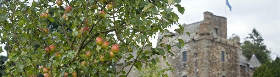 1 Apple Tree Cider