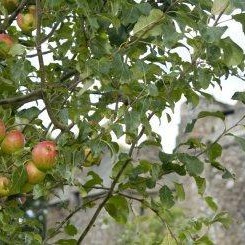 Perthshire's Cider Region! The fabulous flavours of Cairn O’Mohr fruit wines