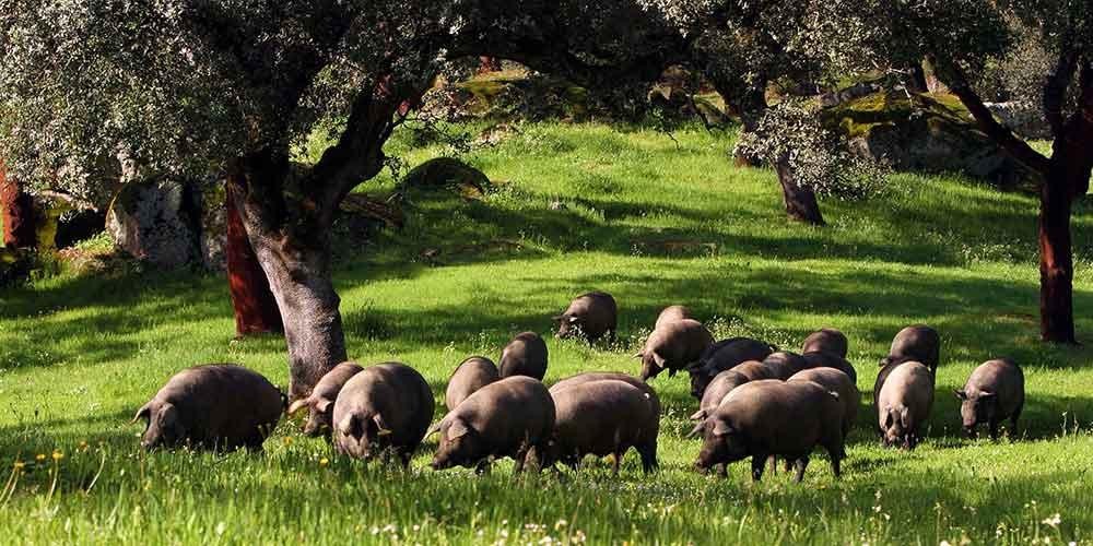 1 Iberico Pigs