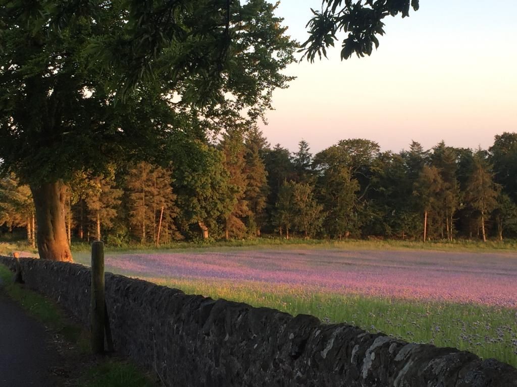 Blog Lara's Honey Lavender field