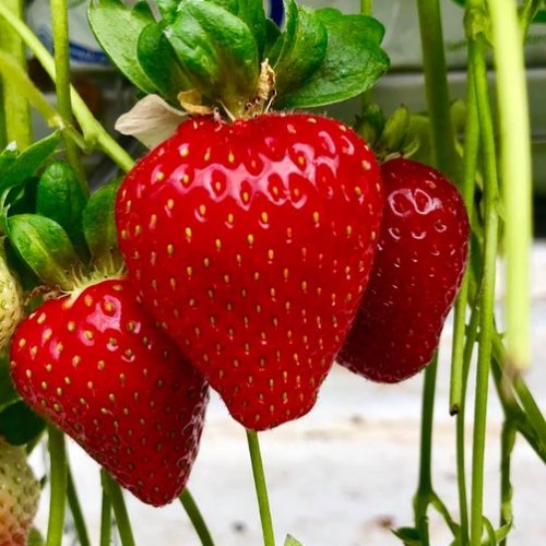 STRAWBERRIES